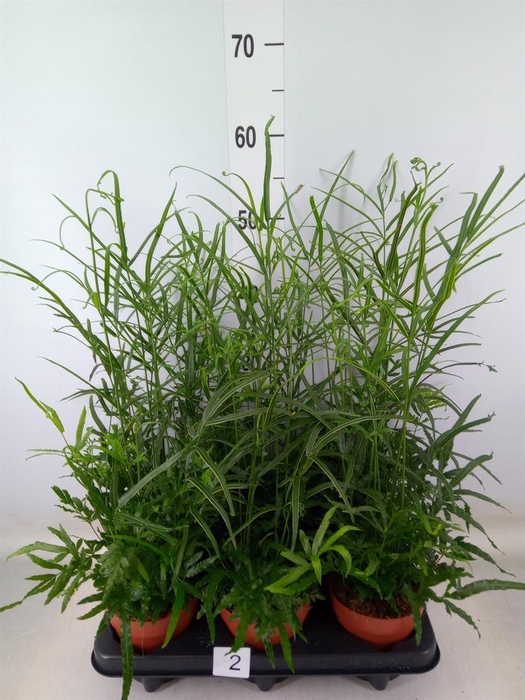 <h4>Pteris ensiformis</h4>