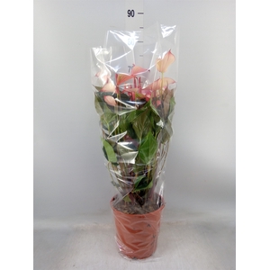 Anthurium  'Pr. Amalia Hot Lips''