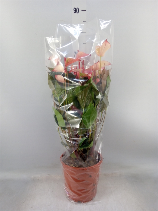 <h4>Anthurium  'Pr. Amalia Hot Lips''</h4>