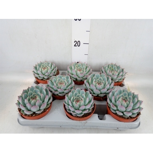 Echeveria   ...