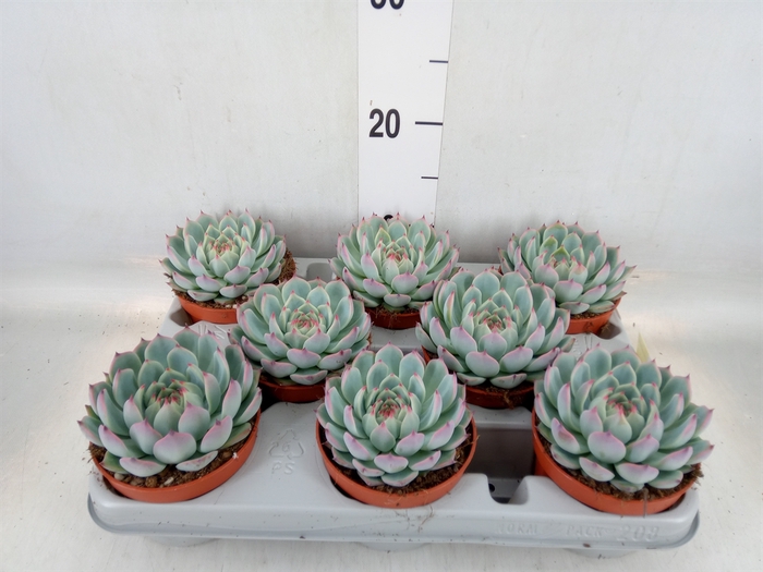 <h4>Echeveria   ...</h4>