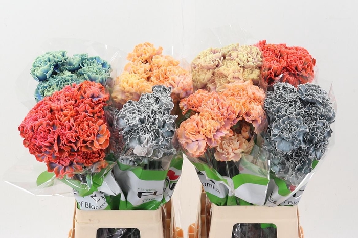 <h4>Di St Tinted Mixed</h4>