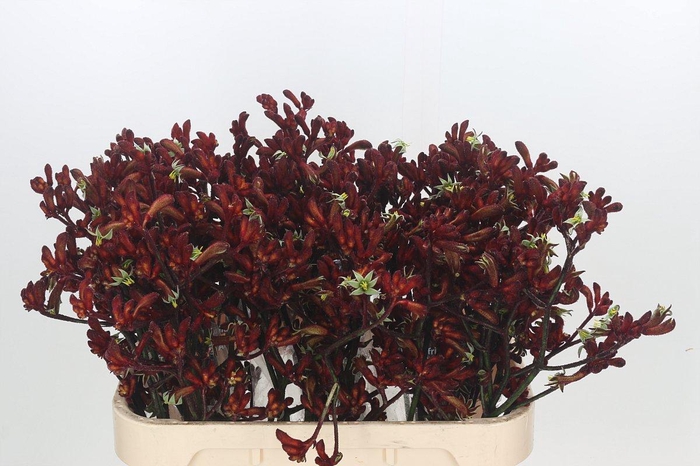 <h4>Anigozanthos Early Spring</h4>