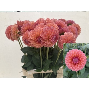 Dahlia Lindas Baby Punthuis
