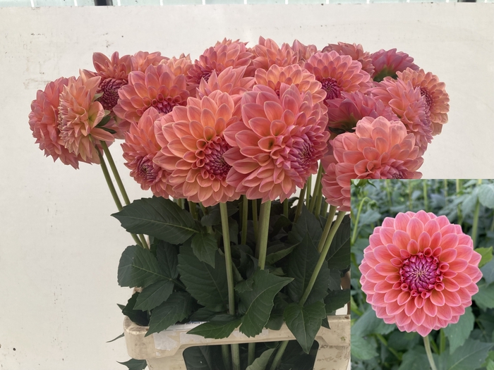 <h4>DAHL LINDAS BABY</h4>