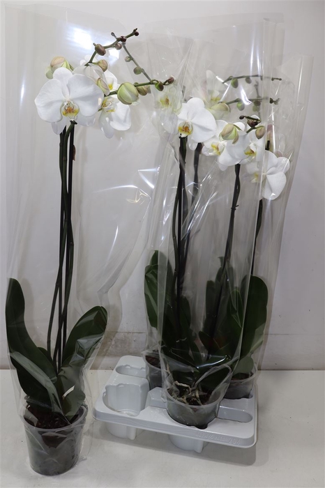 <h4>Phal Ov Wit</h4>