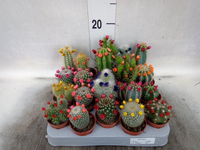 Cactus   ...decorated