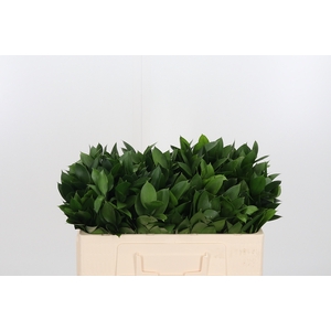 Ruscus