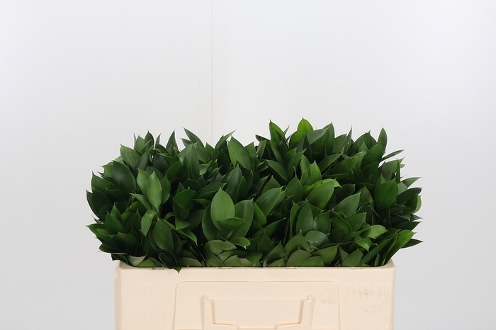 <h4>Ruscus</h4>