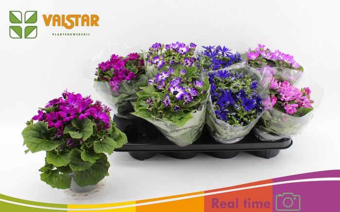 <h4>PERI C MAN GEM</h4>