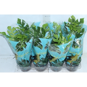 PHILODENDRON MINIMA P15