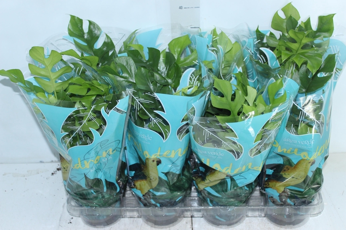 <h4>PHILODENDRON MINIMA P15</h4>