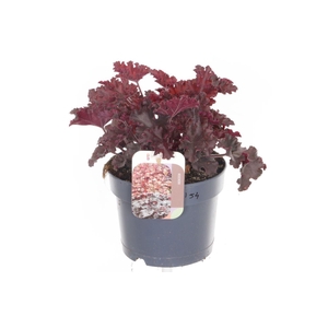 Heuchera Melting Fire
