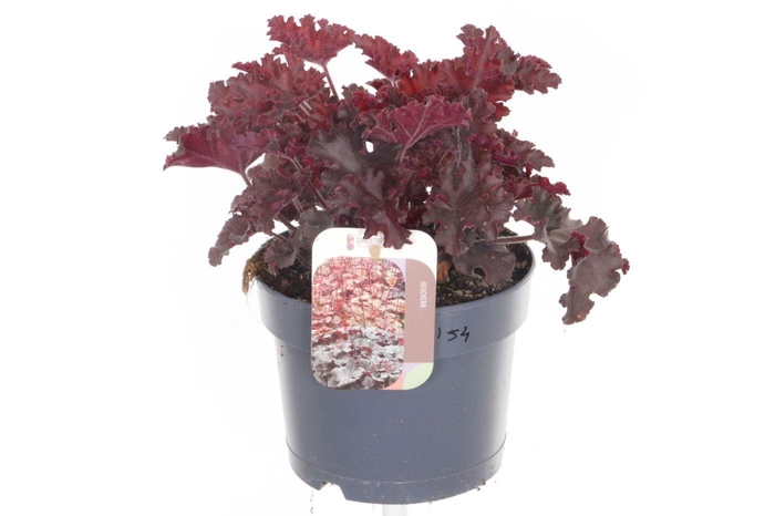 <h4>Heuchera Melting Fire</h4>