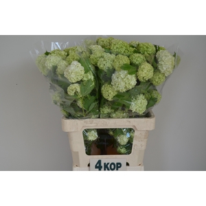 VIBURNUM ROSEUM ST 4+