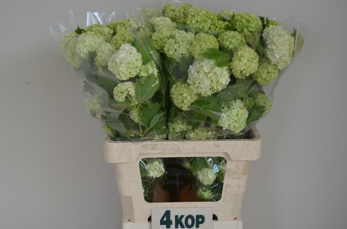 <h4>VIBURNUM ROSEUM ST 4+</h4>