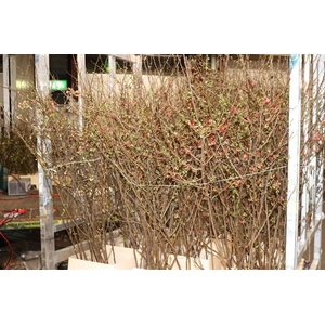 Chaenomeles Japonica