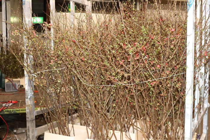 <h4>Chaenomeles Japonica</h4>