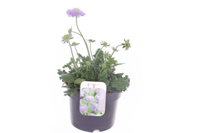<h4>Scabiosa col. Mariposa Blue</h4>