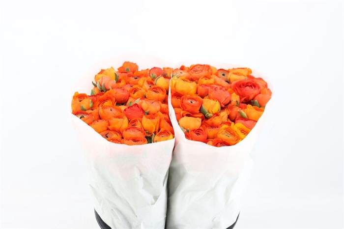 <h4>Ran Elegance Orange</h4>