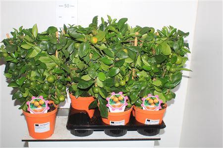 <h4>Citr Microcarpa 10+</h4>