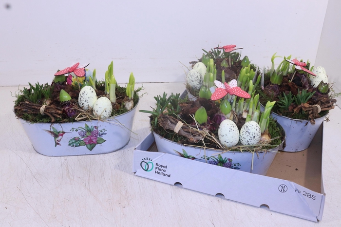 <h4>ARR BOL KNOLGEWAS</h4>