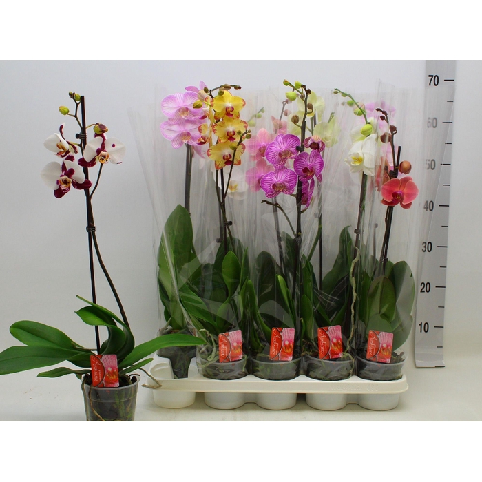 <h4>PHAL GEM</h4>
