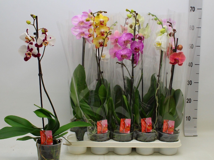 PHAL GEM