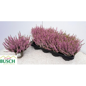 CALLU BL  MICHELLE