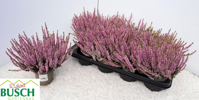 <h4>CALLU BL MICHELLE</h4>