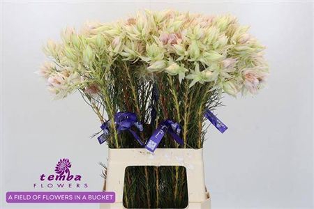 <h4>Serruria F Pretty N White</h4>