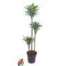 <h4>90-60-303 stek/pot</h4>