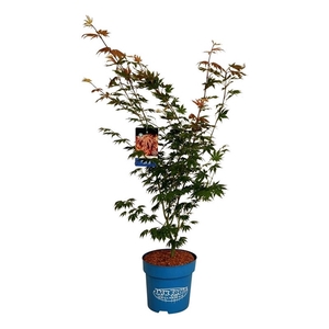 Acer North Wind ®