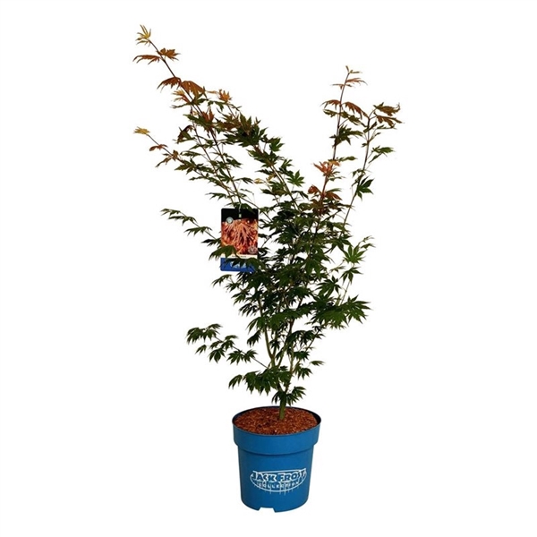 <h4>Acer North Wind ®</h4>