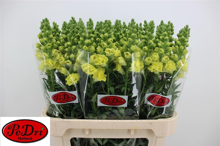 <h4>Antir Legend Double Yellow</h4>