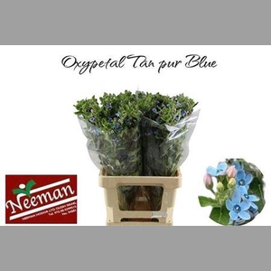 Oxy Co Tan Pure Blu