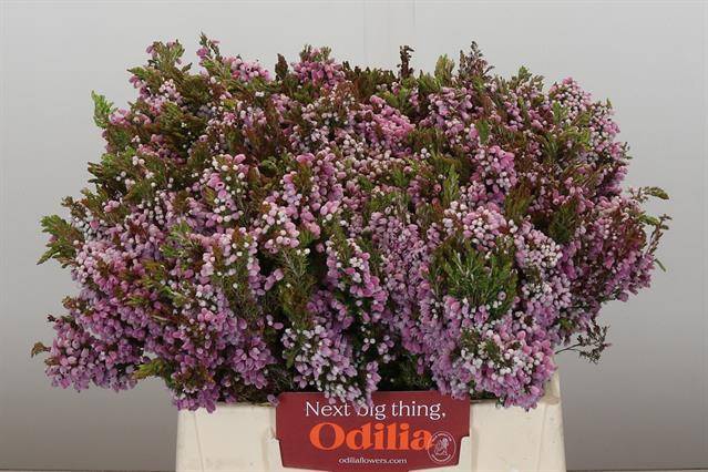 <h4>Cape green erica ovina</h4>