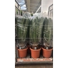 ** Cycas Revoluta 30+ Extra * Spring Deal *