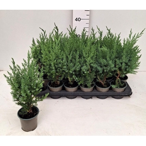 JUNI CH STRICTA