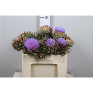 Cynara Sc Green Glob