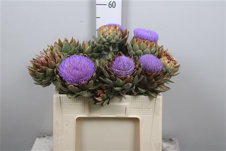 <h4>Cynara Sc Green Glob</h4>
