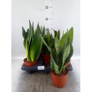 Sansevieria trifa.   ...