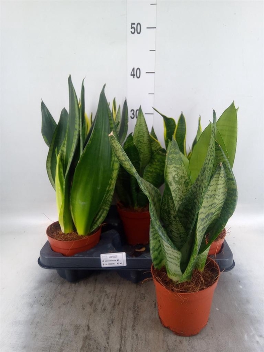 <h4>Sansevieria trifa.   ...</h4>