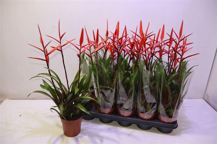 <h4>arr8 Vries Elan</h4>