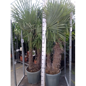 Trachycarpus fortunei