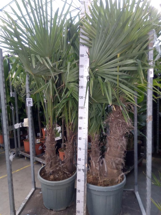 <h4>Trachycarpus fortunei</h4>