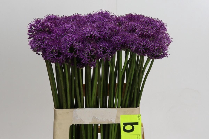 <h4>Allium Gladiator</h4>