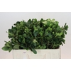 Pittosporum Nurit