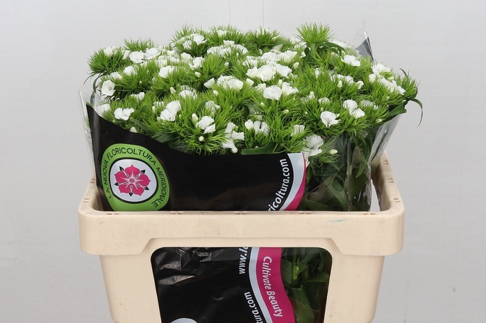 <h4>Dianthus Br Am White Duke</h4>