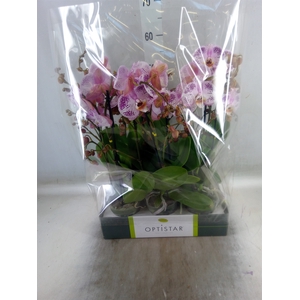 Phalaenopsis   ...